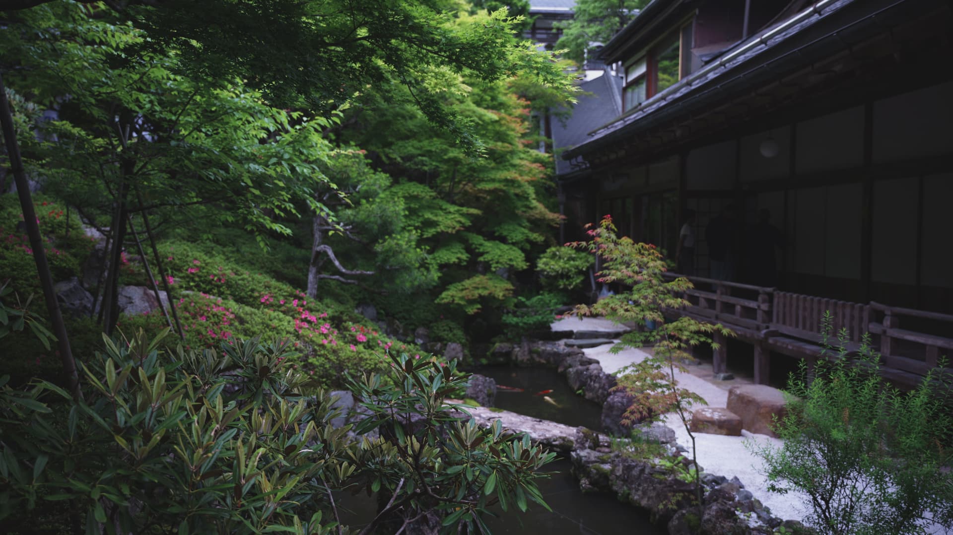 Temple garden with koi pond and maples in Koyasan, Japan