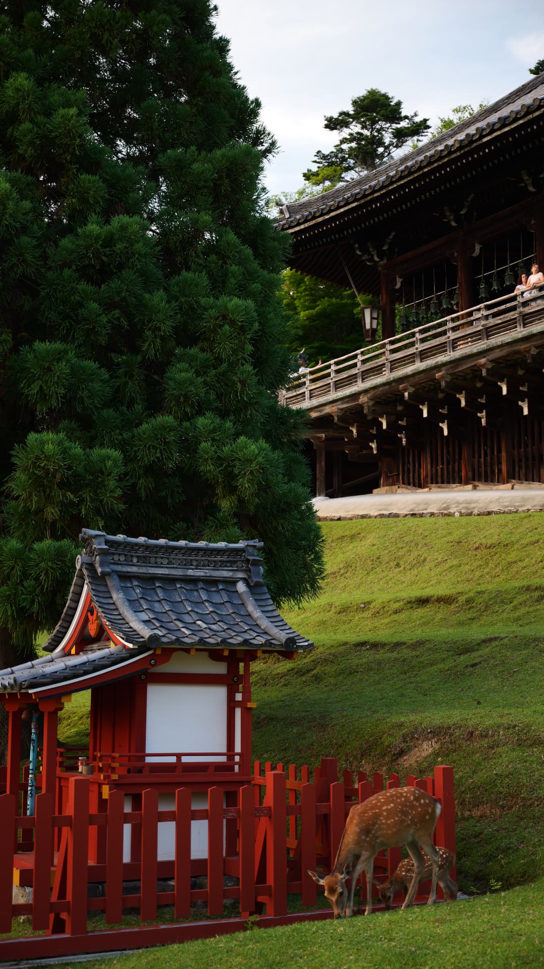 Two deer grazing beside a red shrine and wooded temple in Nara