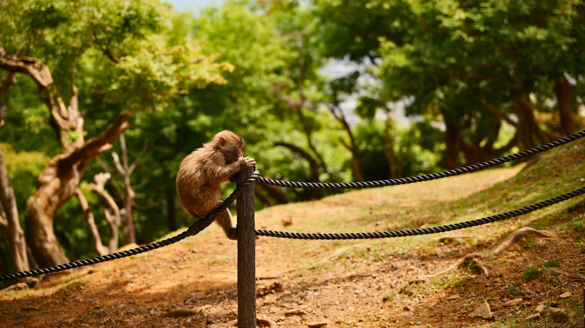 Young macaque resting on a rope fence on a wooded hillside in Kyoto