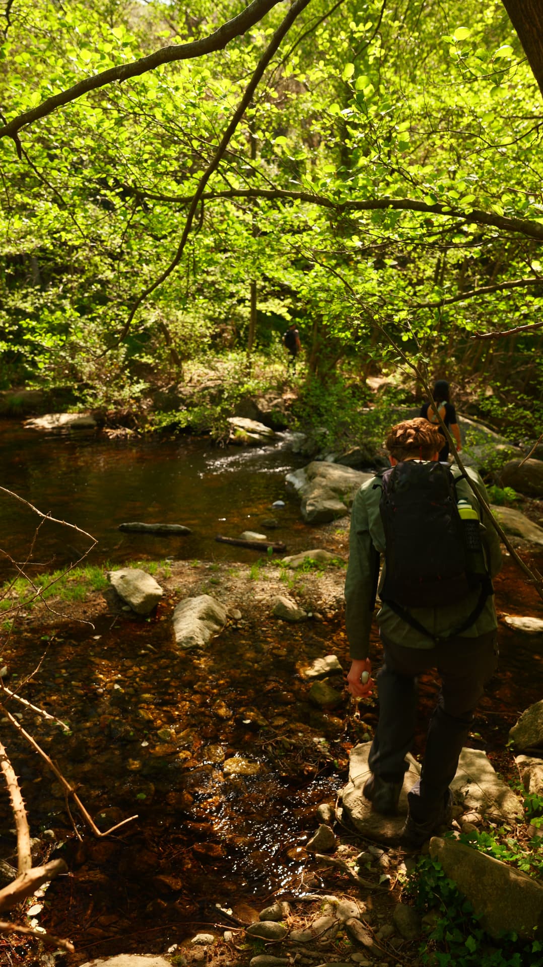 Hikers crossing a shallow forest stream under bright green spring leaves