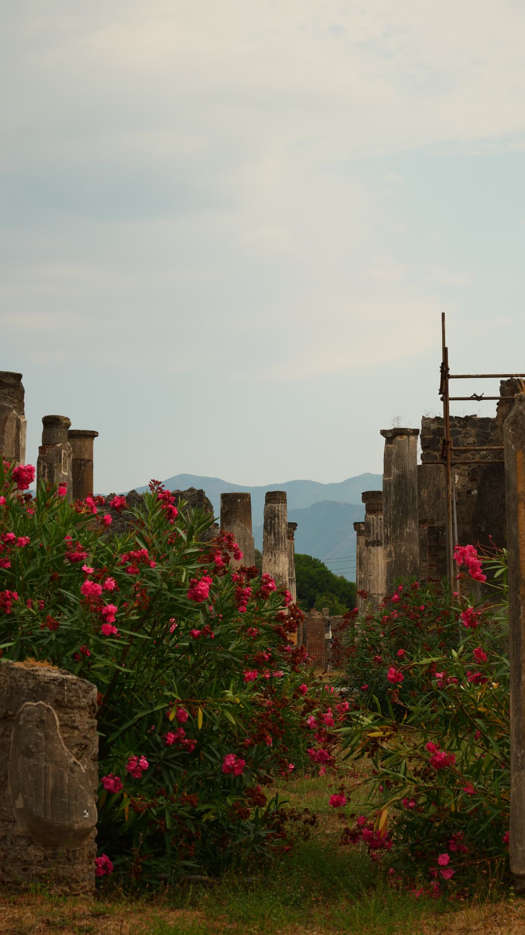 Pompeii columns and oleander blossoms with mountains beyond