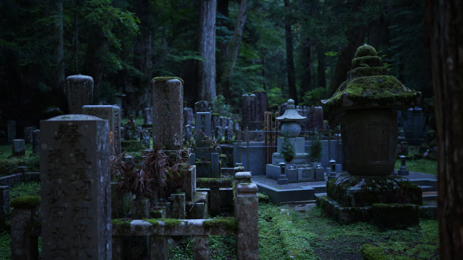 Moss-covered stone graves among dark cedar trees in Koyasan