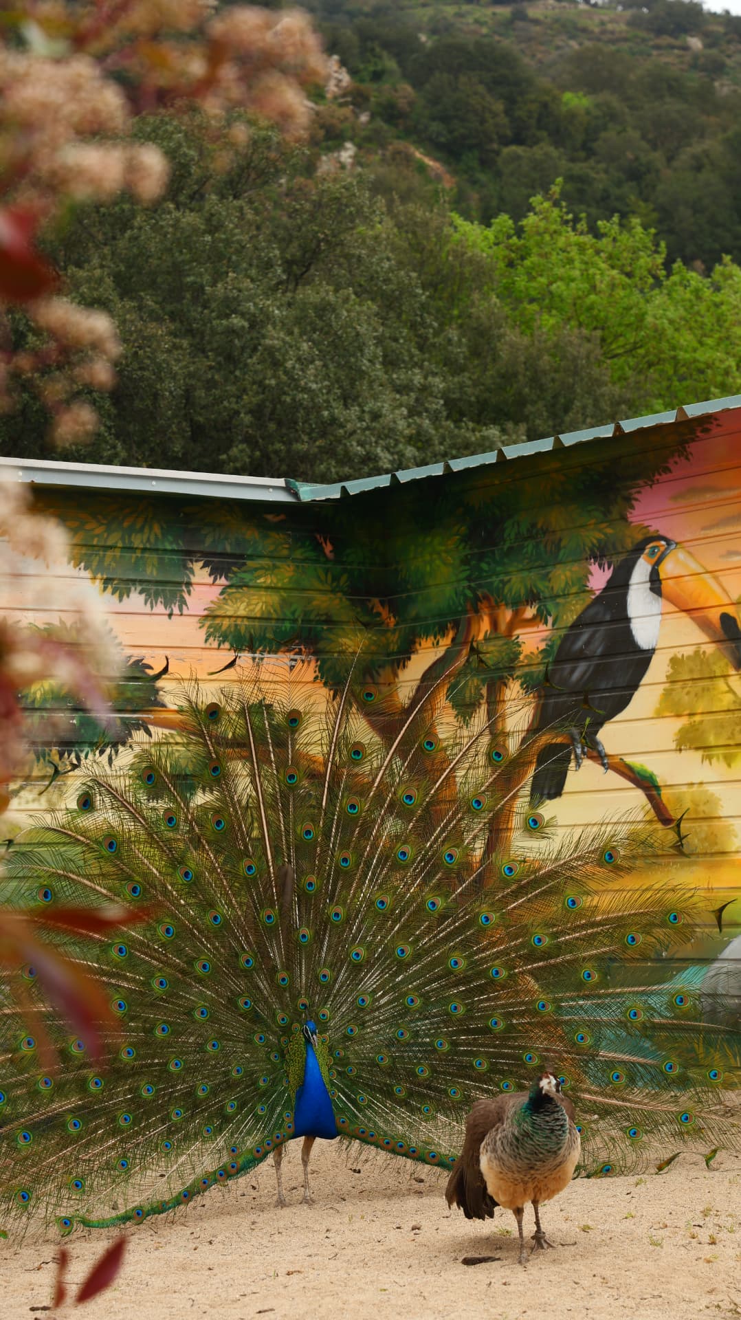 Peacock fanning its tail in front of a painted jungle mural