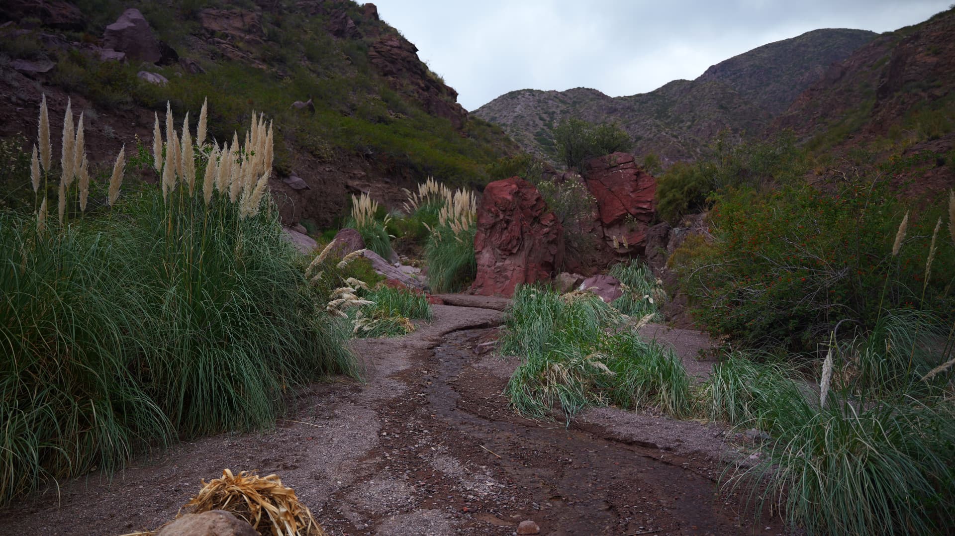 Pampas grass lining a gravel track past red rocks in an Andean canyon